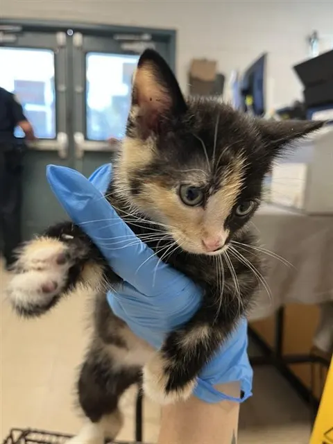 Adoptable Cat