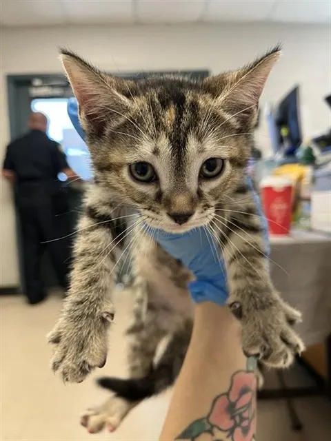 Adoptable Cat