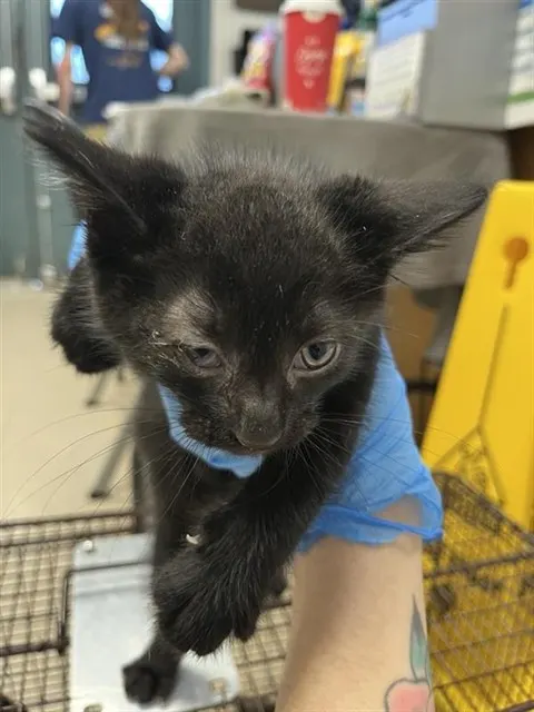 Adoptable Cat