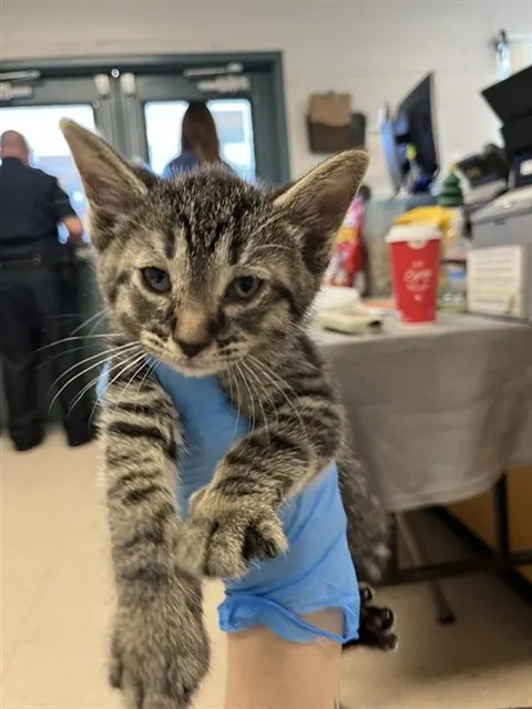 Adoptable Cat