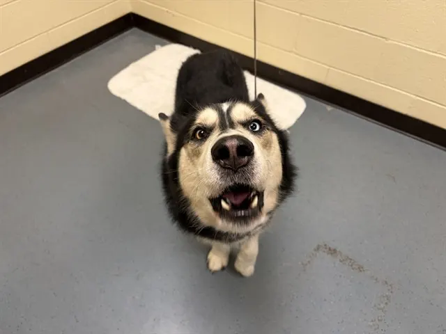 Kylo