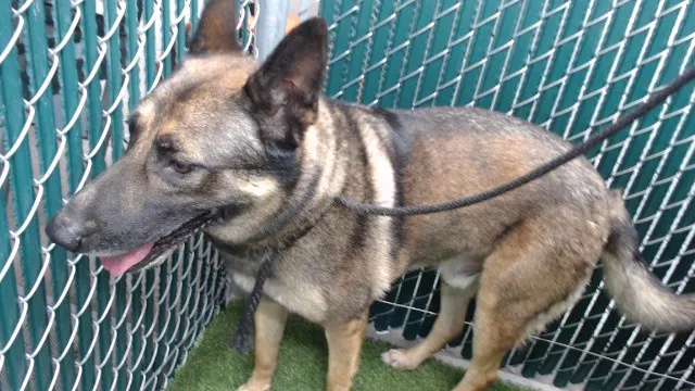 Max
