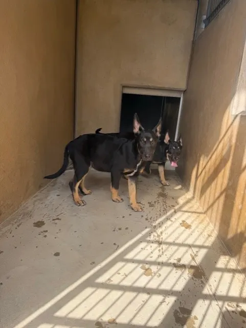 Adoptable Dog