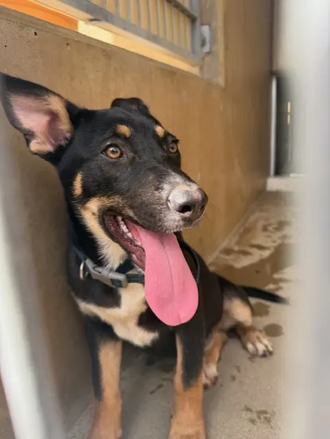 Adoptable Dog