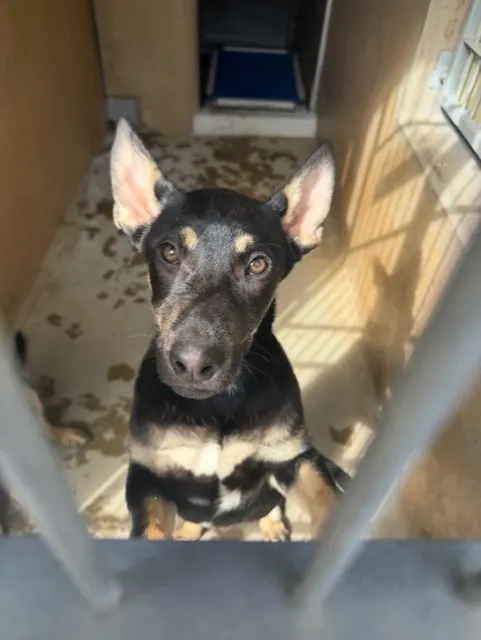 Adoptable Dog