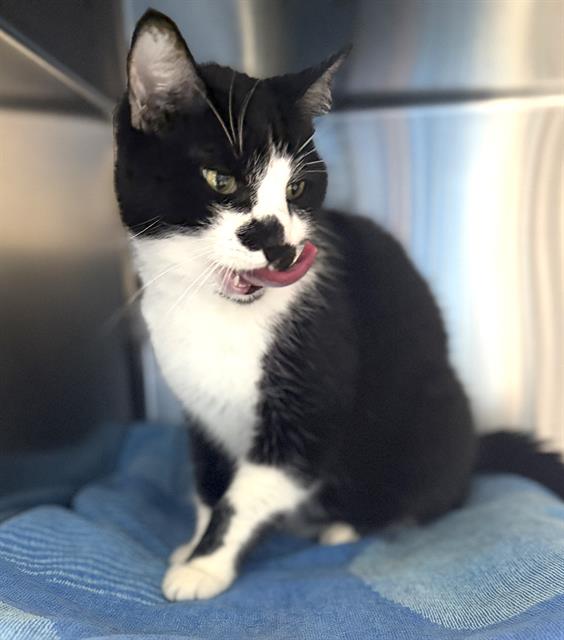 Tux 2