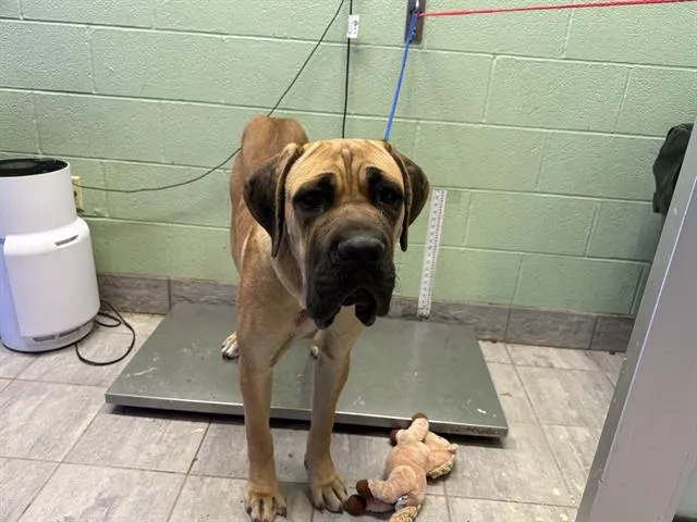 Brutus