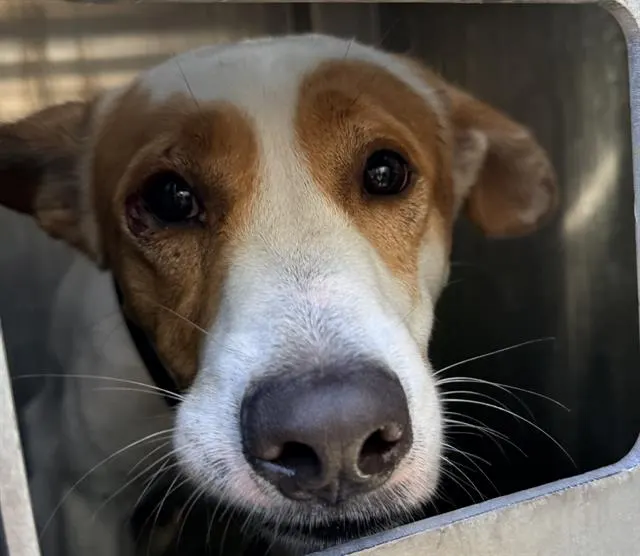 Adoptable Dog