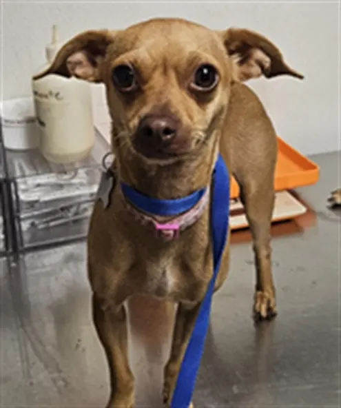 Chiquita