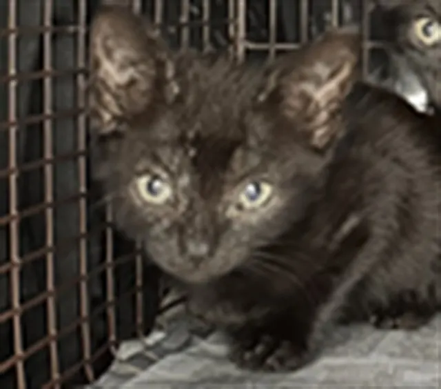 Adoptable Cat