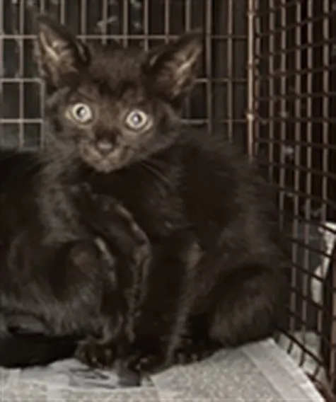 Adoptable Cat