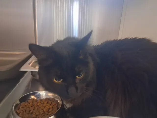 Emmie