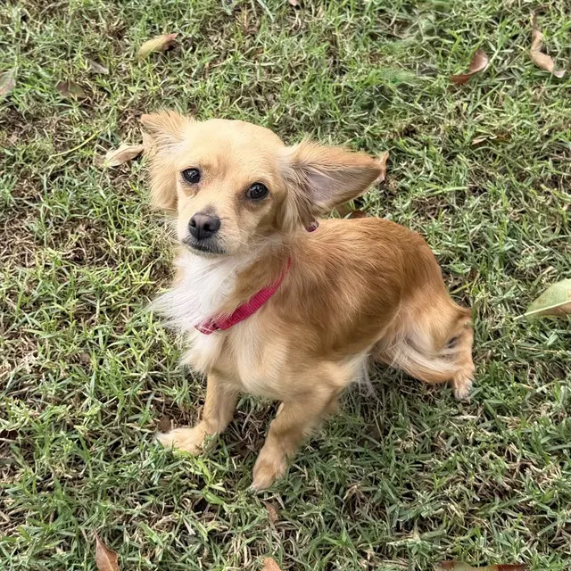 Taz