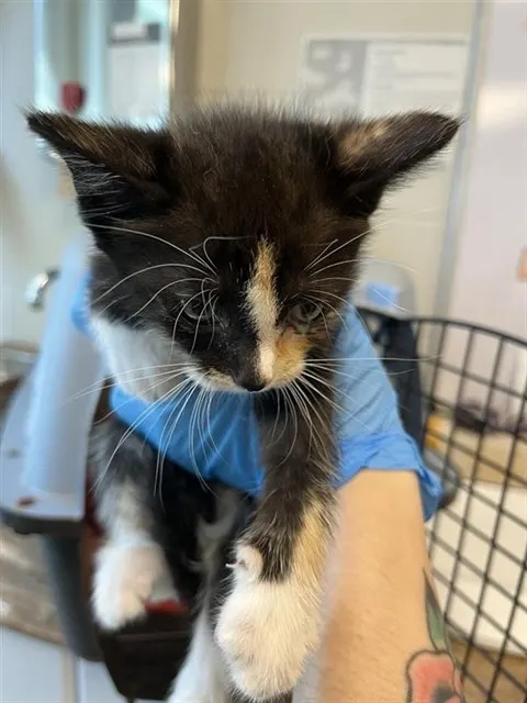 Adoptable Cat