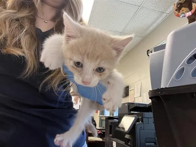 Adoptable Cat