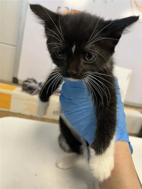 Adoptable Cat