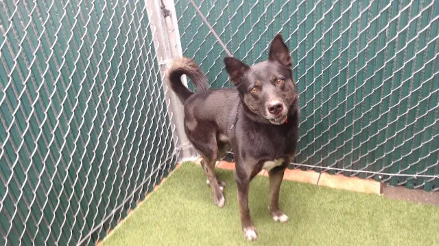 Nacho