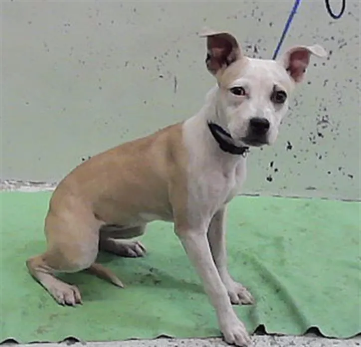 Adoptable Dog
