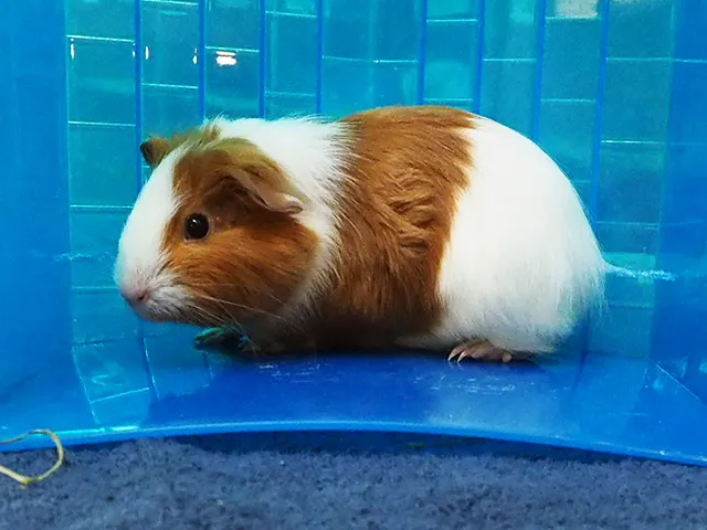 Taki