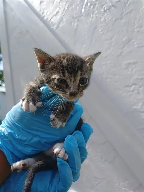 Adoptable Cat