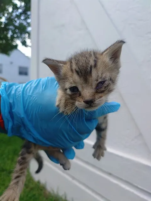 Adoptable Cat
