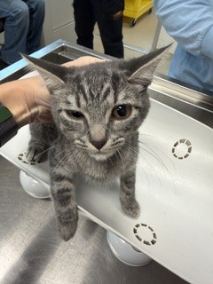 Adoptable Cat