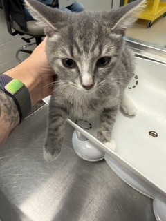 Adoptable Cat