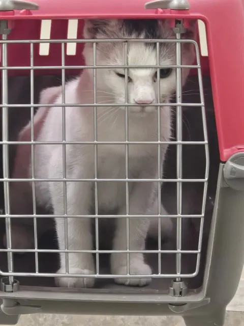 Adoptable Cat