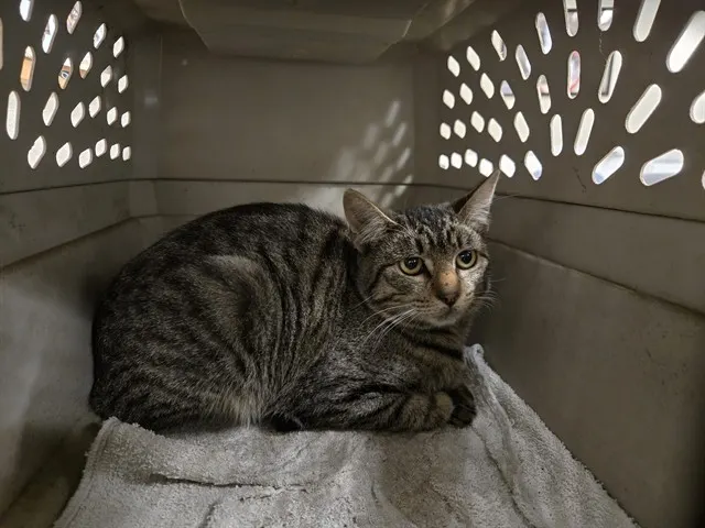 Adoptable Cat