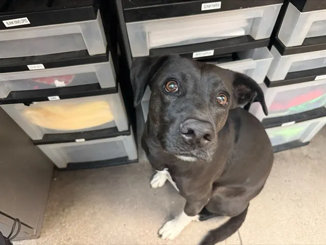 Coco