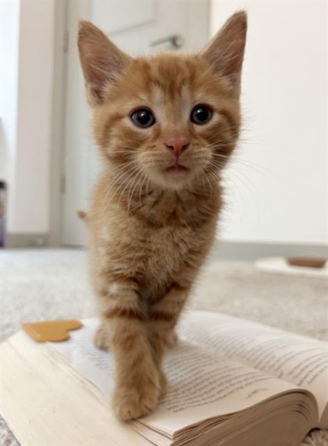 Obi Wan