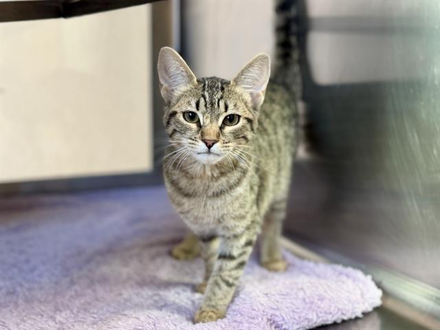 Adoptable Cat