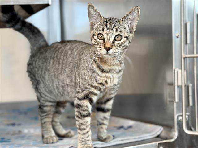 Adoptable Cat