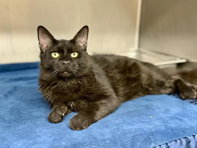 Adoptable Cat