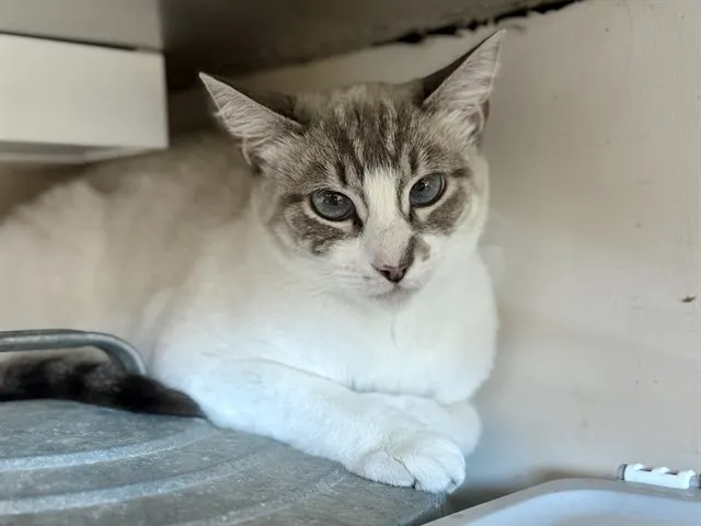Adoptable Cat