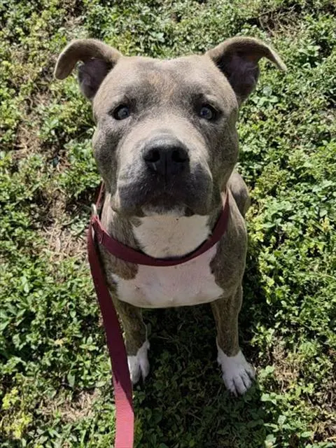 Norma