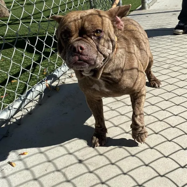 Adoptable Dog