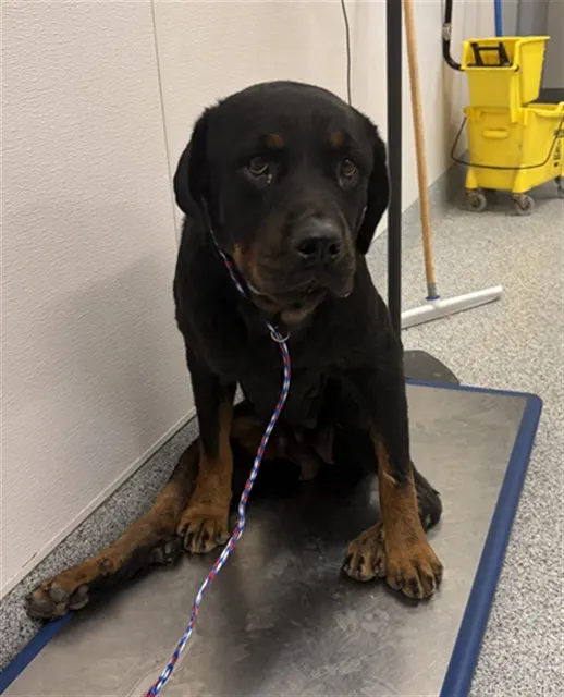 Adoptable Dog