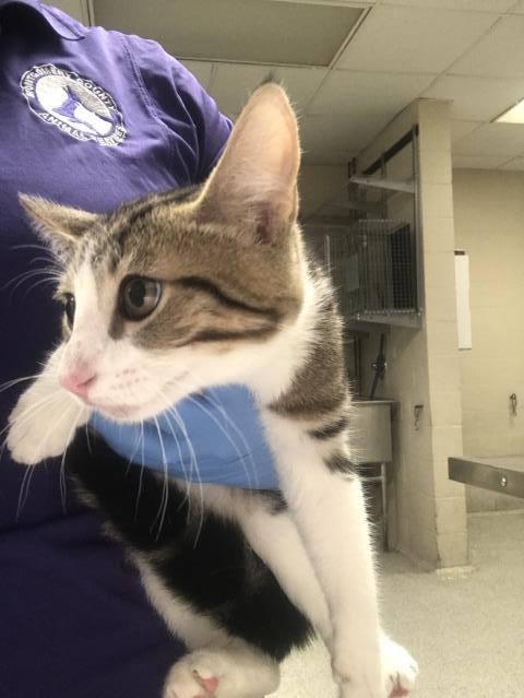 Adoptable Cat
