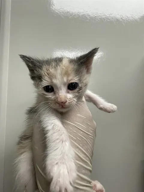 Adoptable Cat
