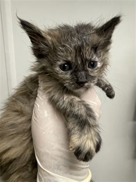 Adoptable Cat