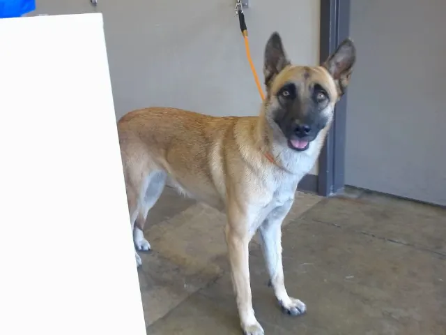 Lily