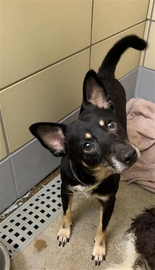 Adoptable Dog