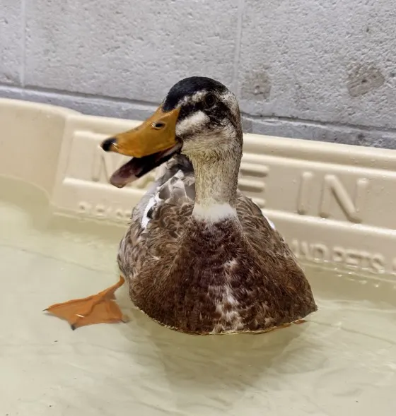 Adoptable Bird