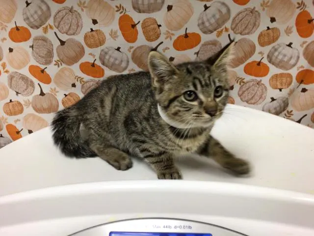 Keisha