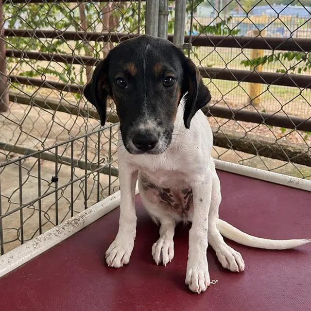 Waterlily