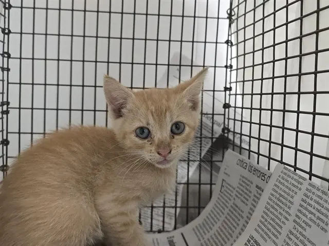 Adoptable Cat