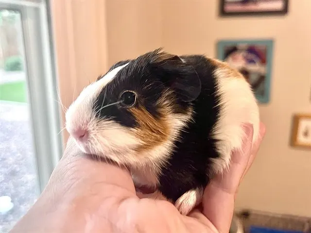 Tater Tot