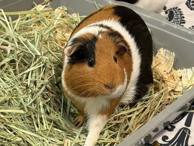 Pipsqueak