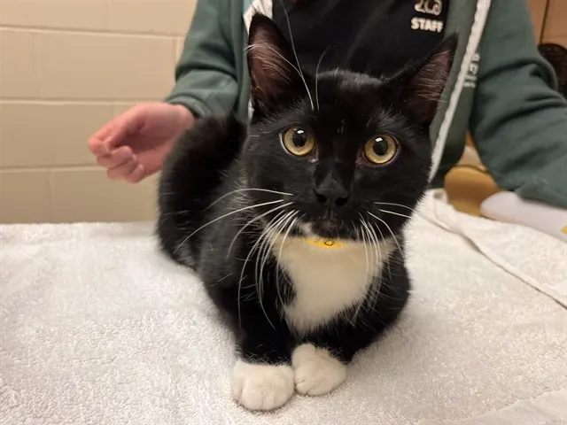 Mischief